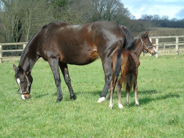 2022 bay filly by Kingman